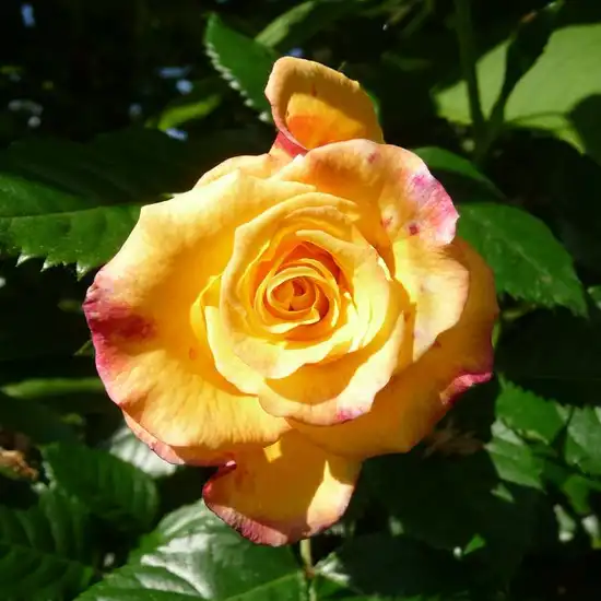 Rosa Rugelda ® - galben - trandafir de parc
